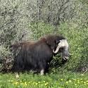 Musk ox stands in tundra.